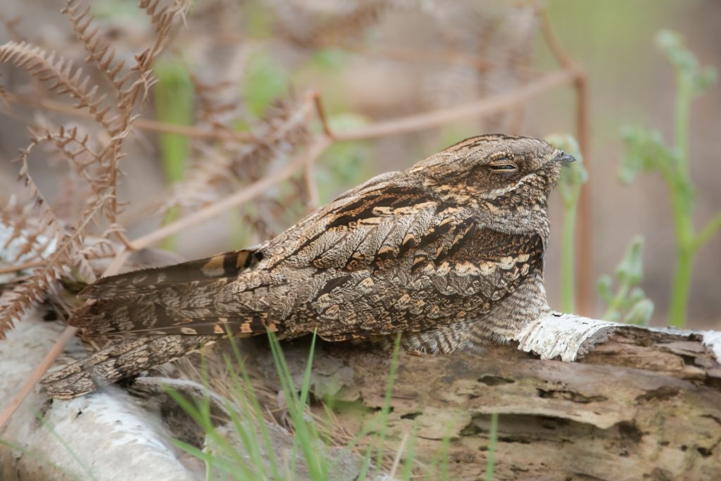Nightjar