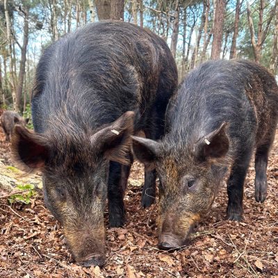 Iron Age Pigs feeding at The Blue Pool