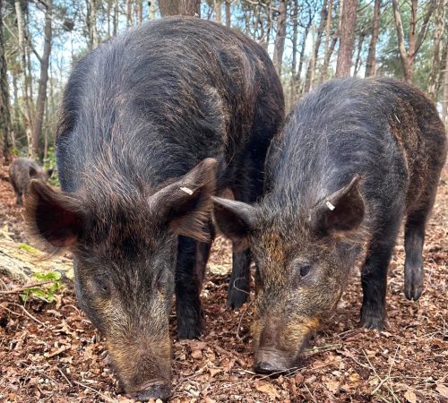 Iron Age Pigs feeding at The Blue Pool