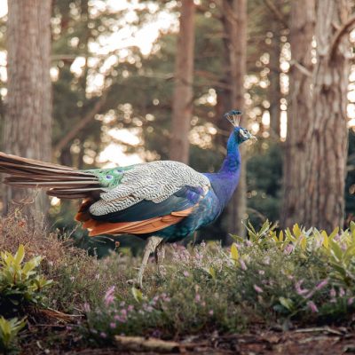 Peacock standing amongst the trees