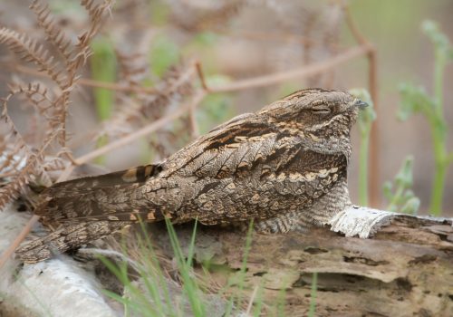 Nightjar