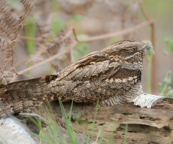 Nightjar